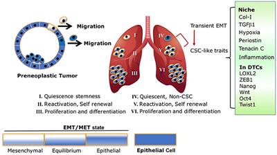 EMT and Stemness in Tumor Dormancy and Outgrowth: Are They Intertwined Processes?